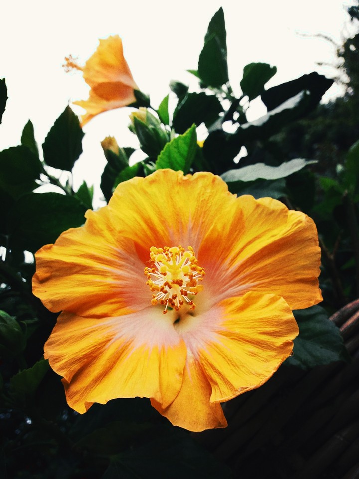 fleur de l'été jaune