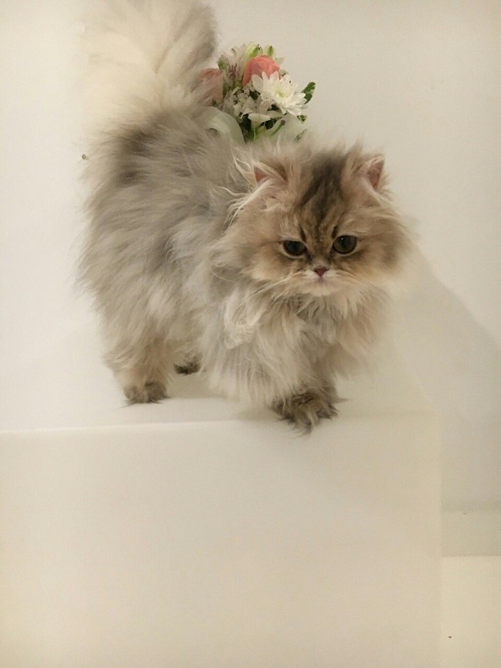 壁紙にする