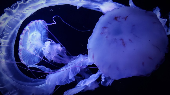 jellyfish