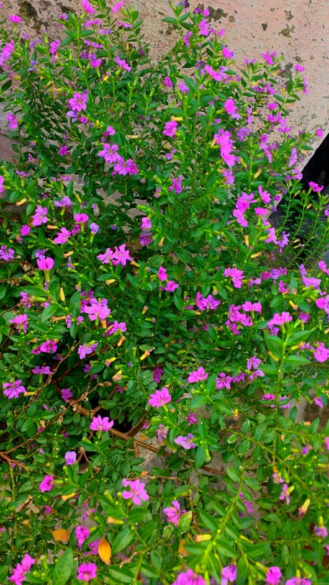 ταπετσαρίες groundcover, plant