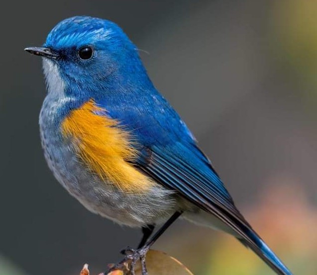 blue beauty