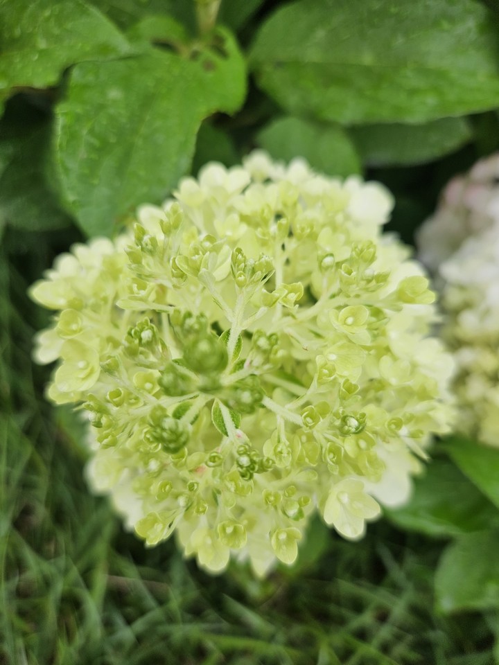 тапети flower, wildflower
