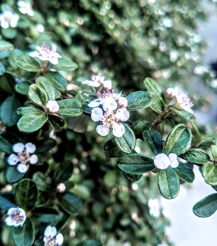 Spring Bloom