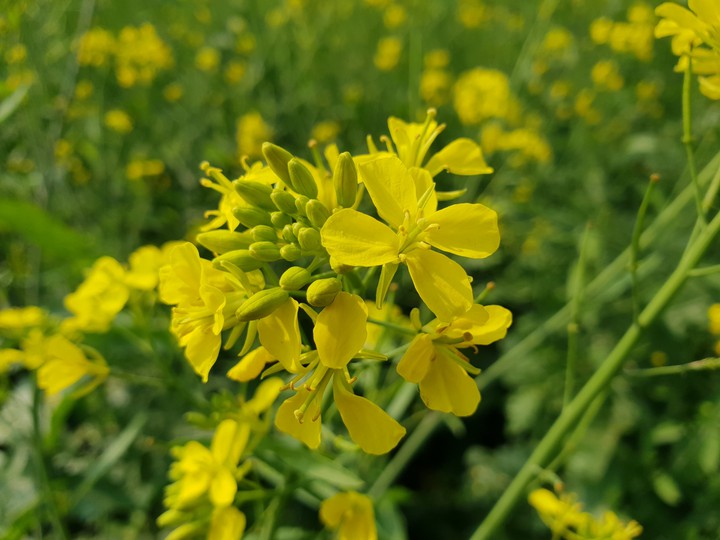 Mustard Flowers