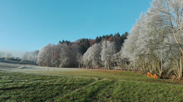 Frozen Forest