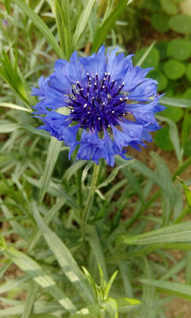 Centaurea Cyanus