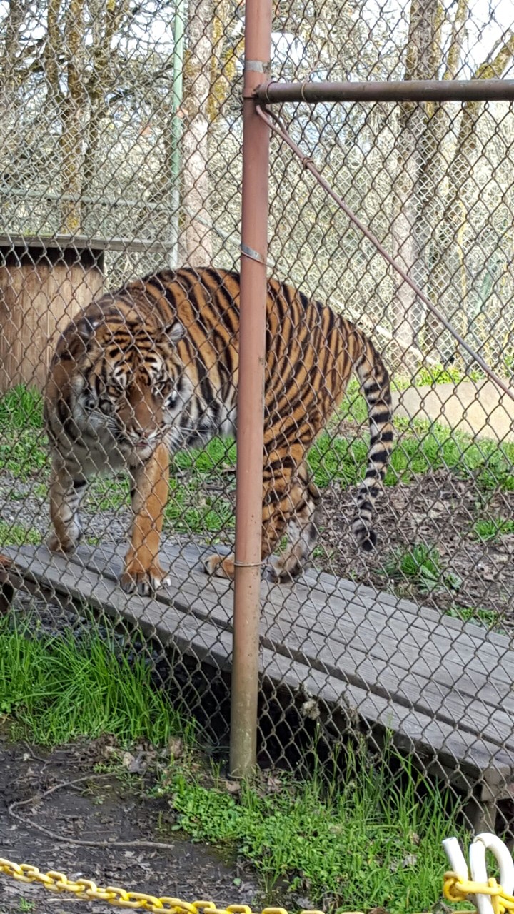 tiger