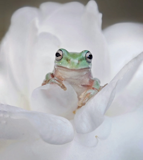 reptile, frog achtergronden