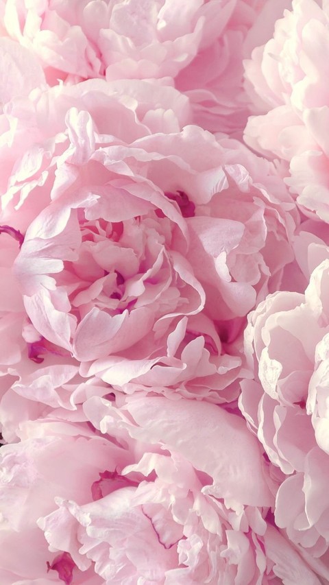 тапети blossom, peony