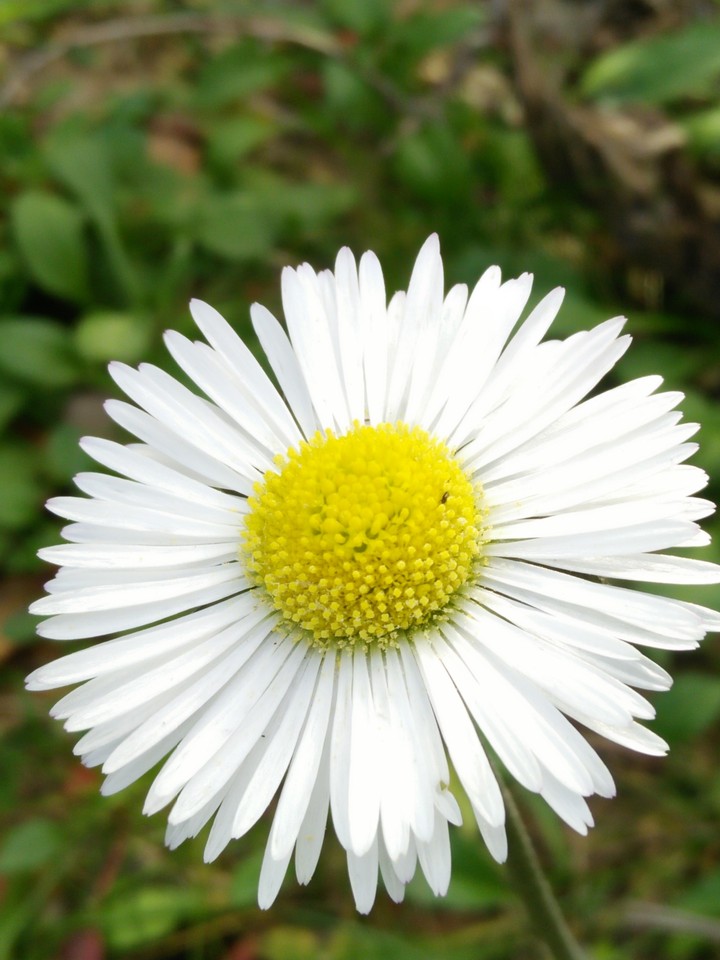 fleur