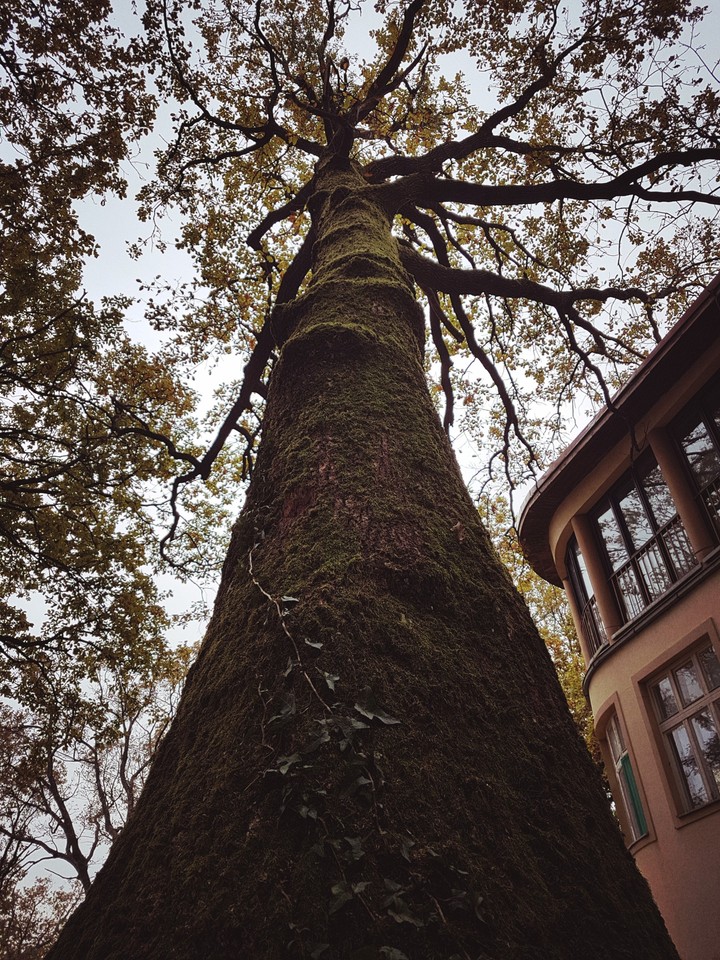 Beautiful  tree with moss on Fruska gora