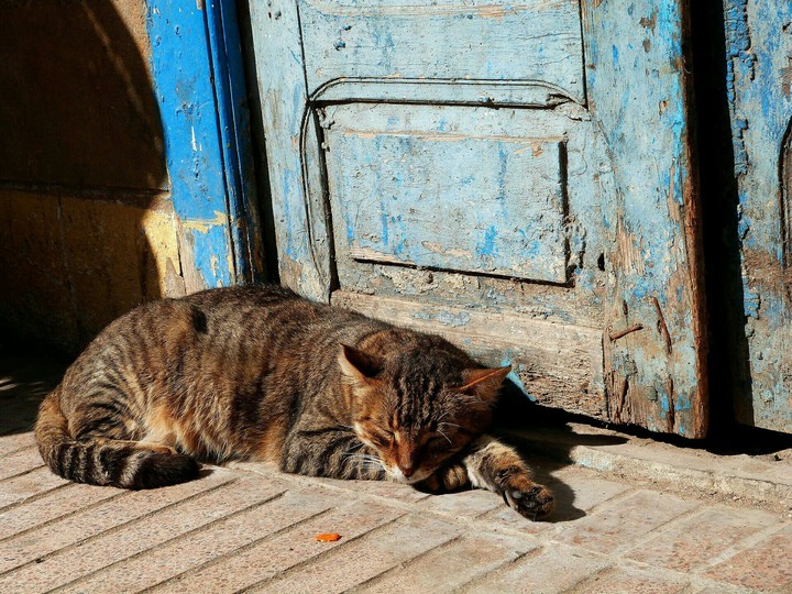 cat