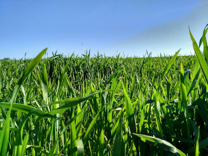 Grass