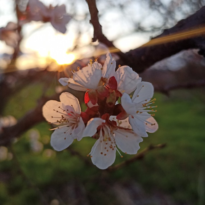 spring