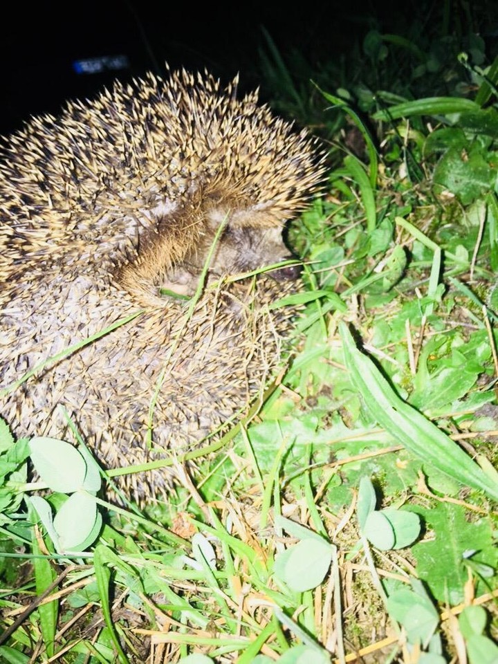 Hedgehog