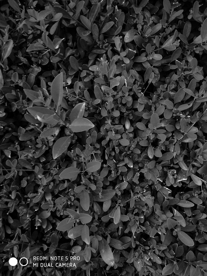 Blackest  leave's