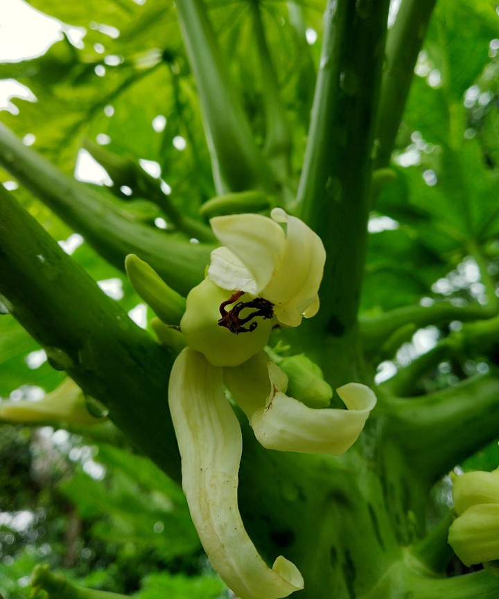 papaya flower
