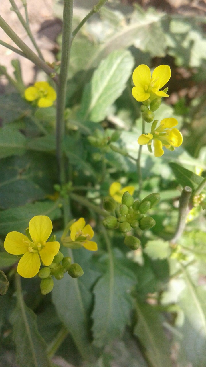 nice yellow