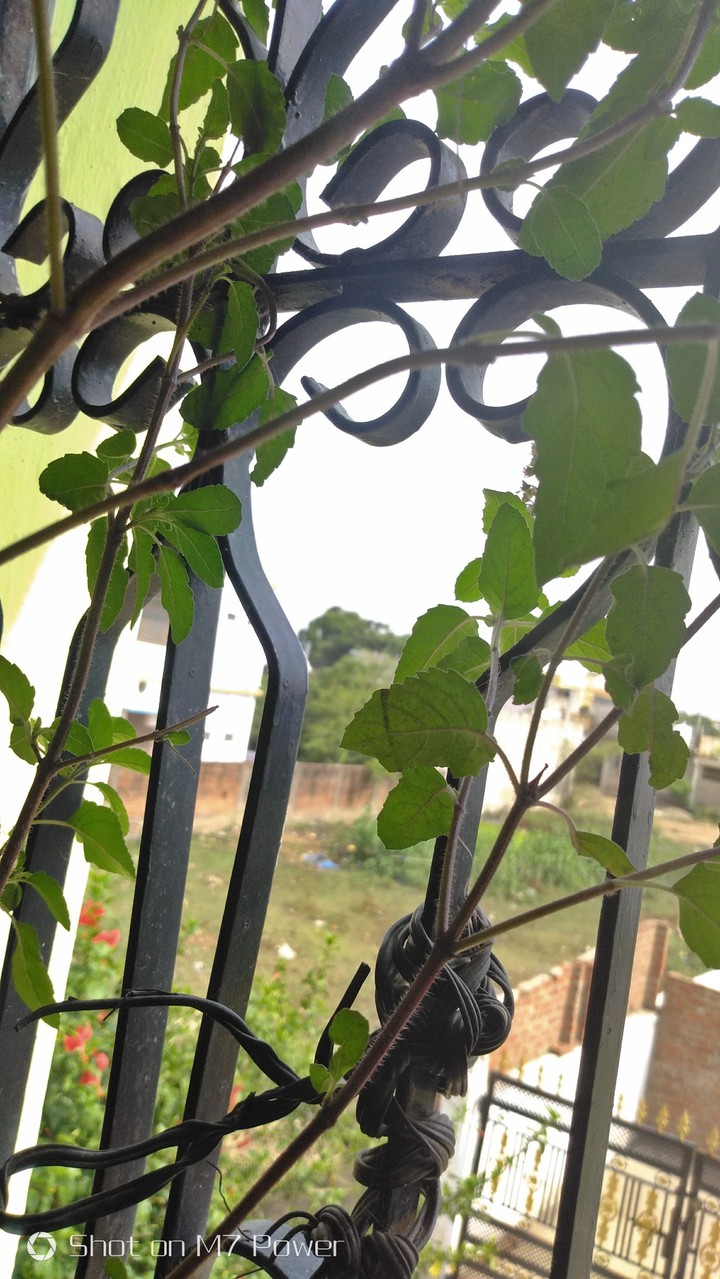 leaves|nature|buildings with leaves