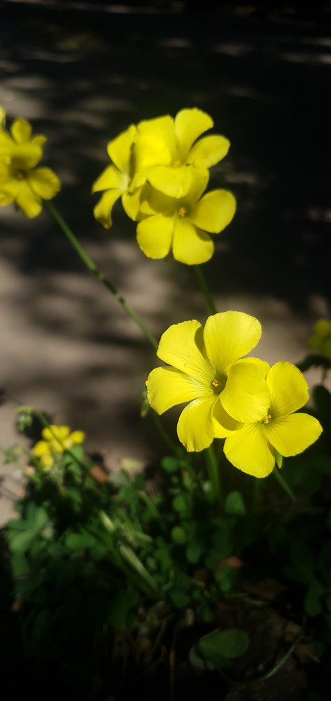 hình nền grass, flower