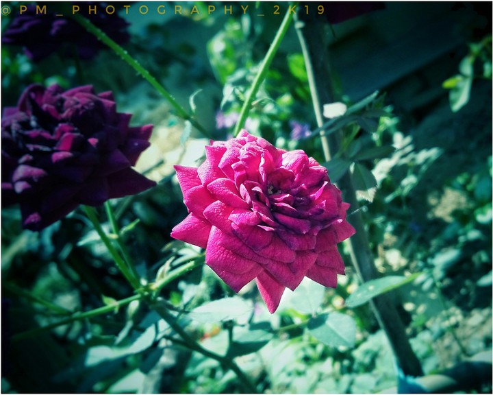 beautiful flower