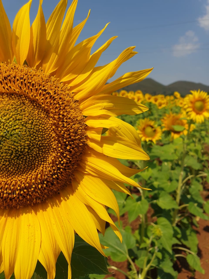 sunflower