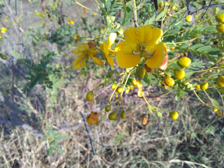 Yellow Flower