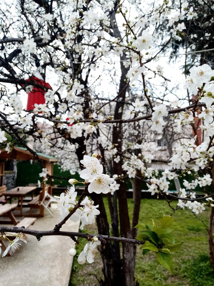 İlkbahar gelmiş.