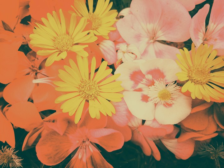 flower