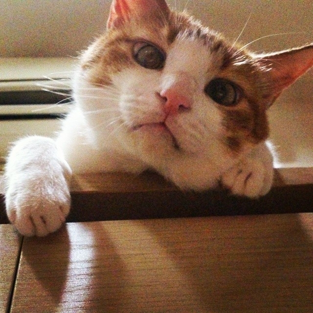 cute cat
