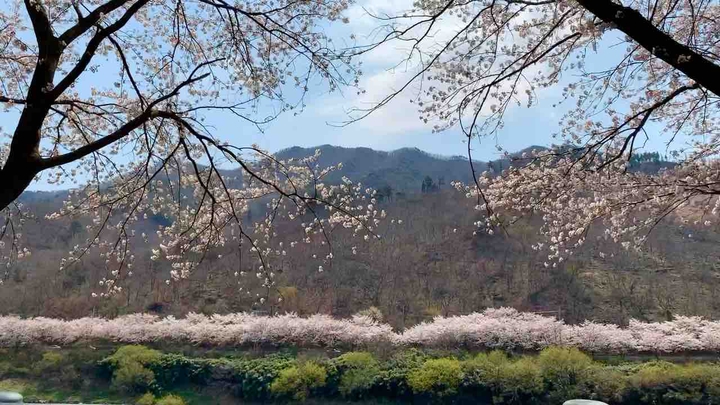 Cherry blossoms
