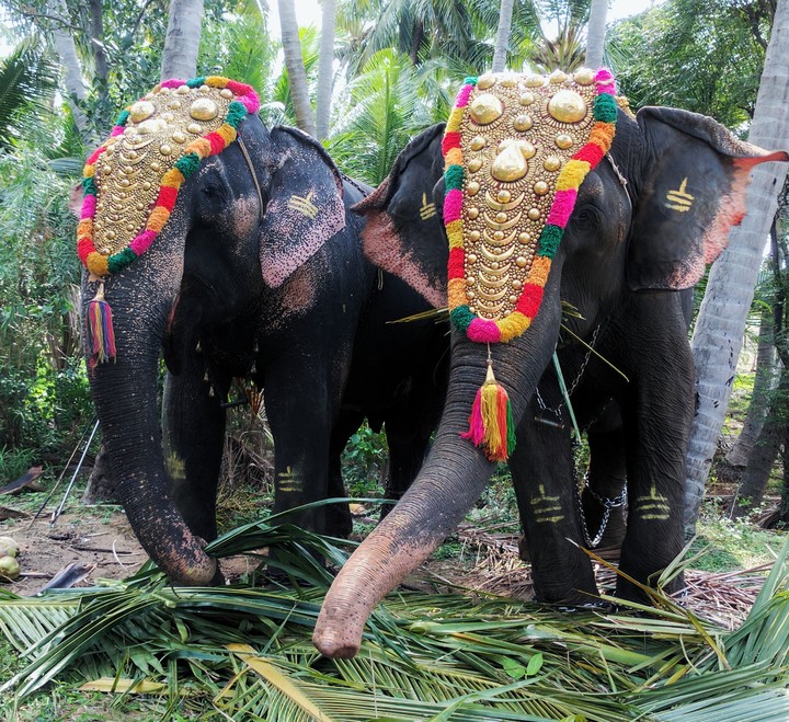 Living Mammoth