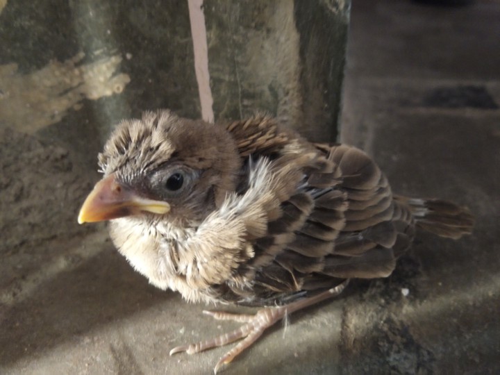 #sparrow