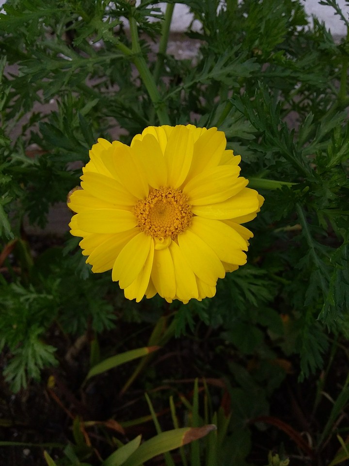 Flor en Ambato.