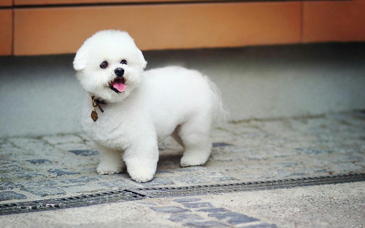 dog