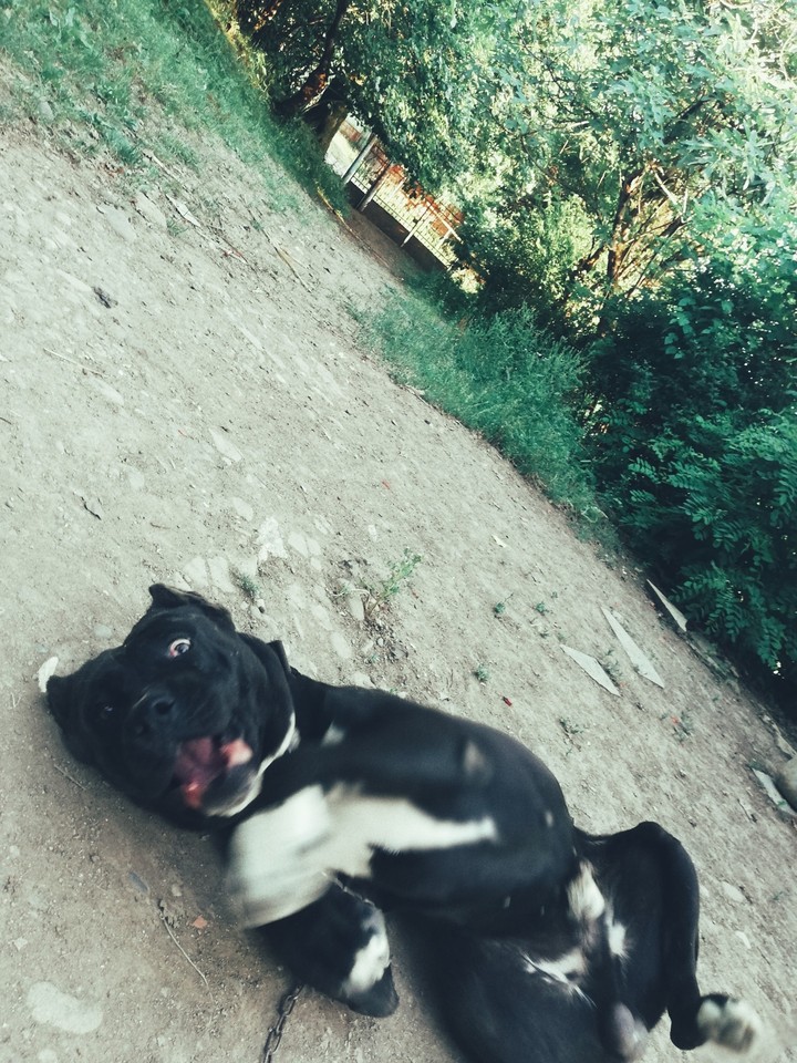 doggo