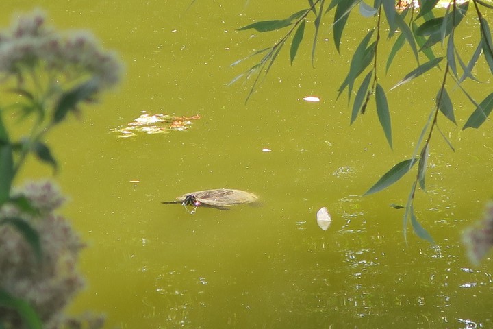 tortue