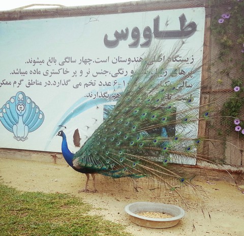 peafowl, font वॉलपेपर