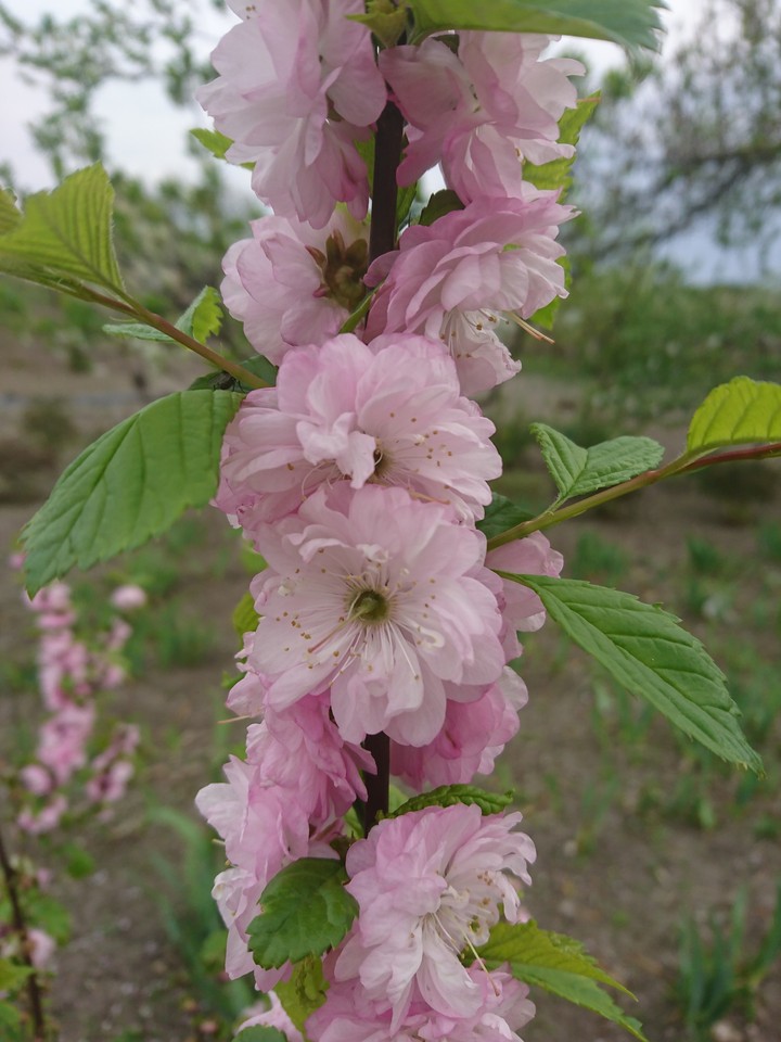 spring blossom