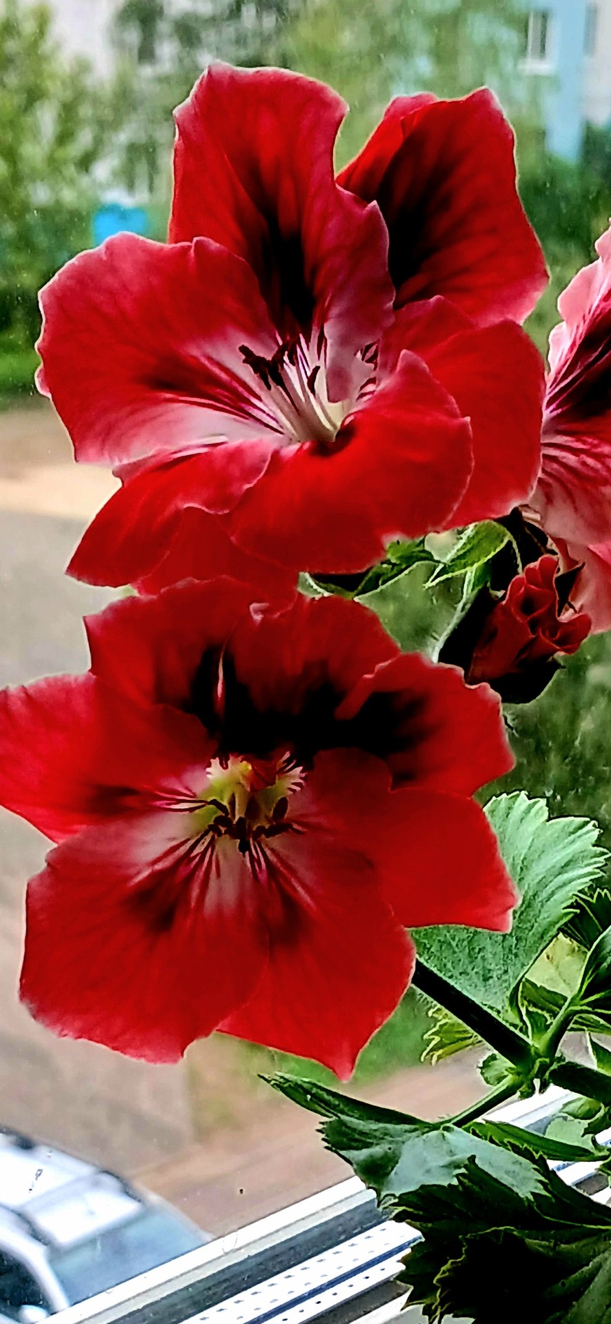 רקעים malvales, flower