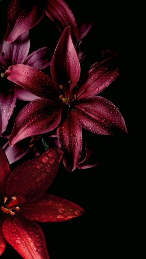 Flower, Petal, Red