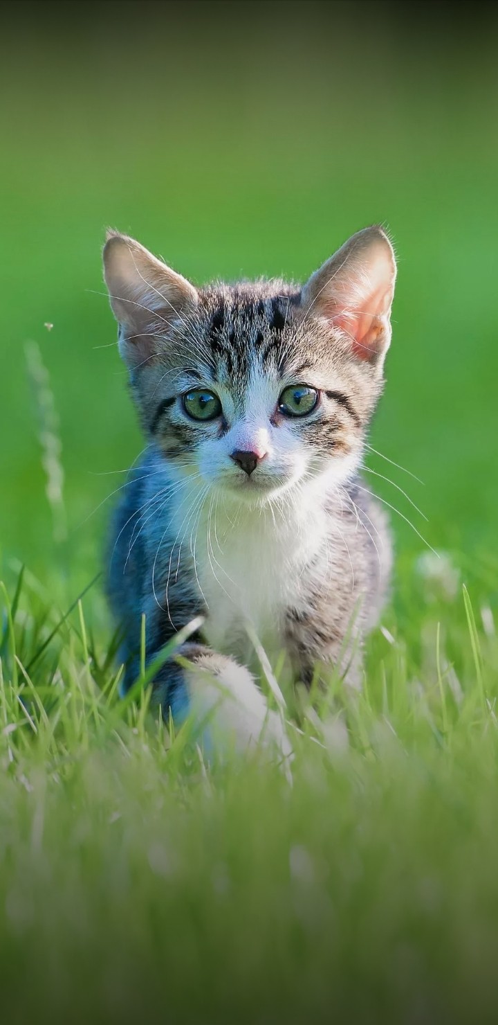 cute cat