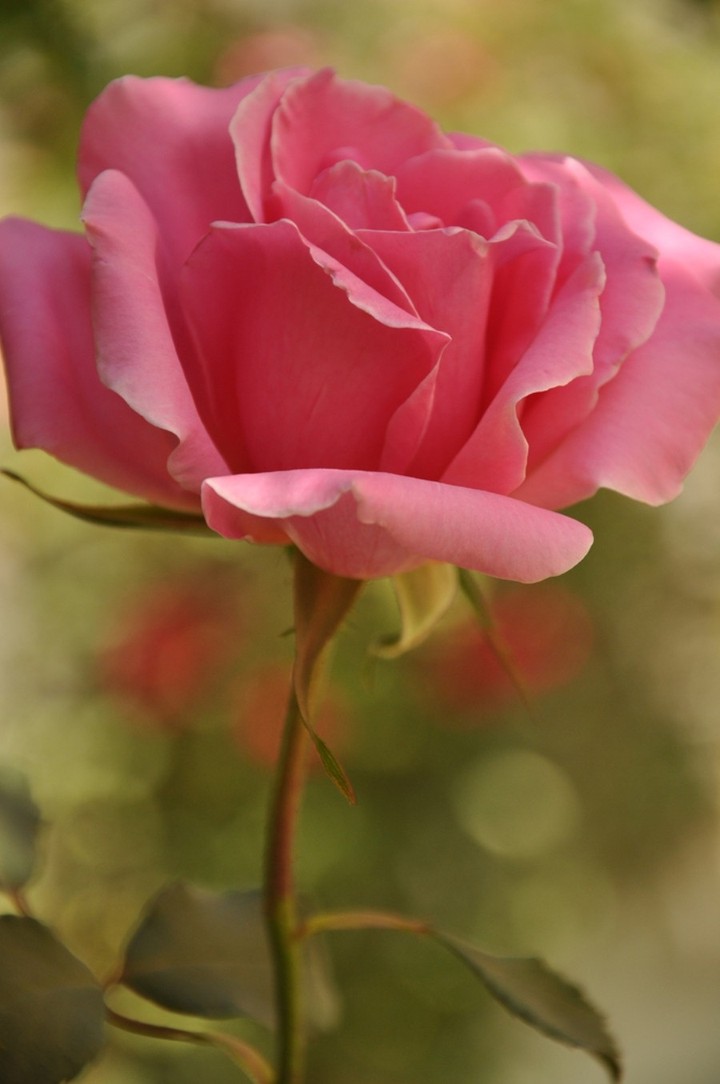 pink rose..roze...گوڵەباغی پەمبە