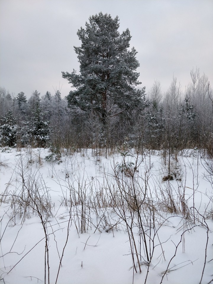 Зимний лес