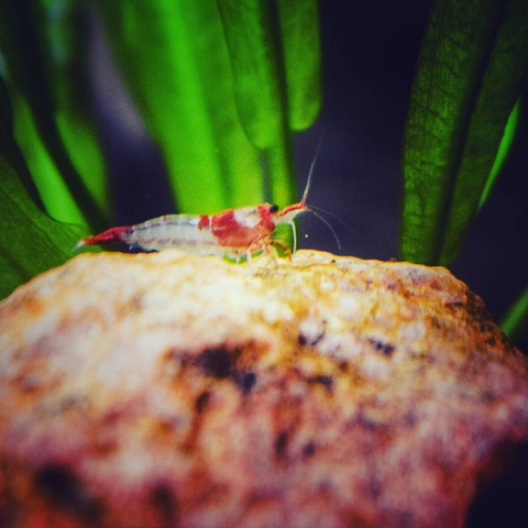 shrimp