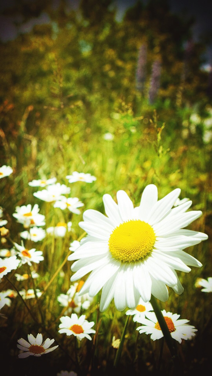 flowers