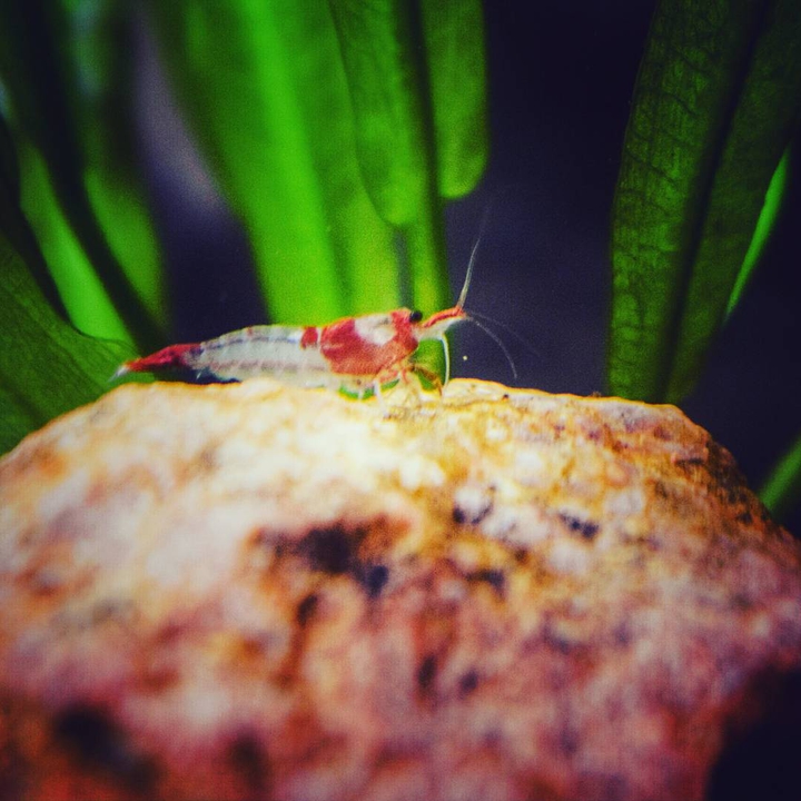 shrimp