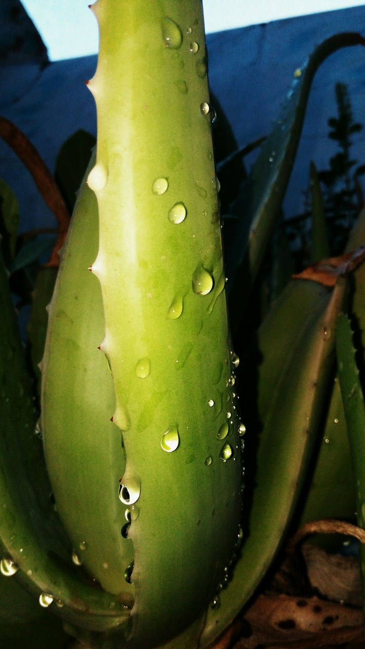 greenery in rain
