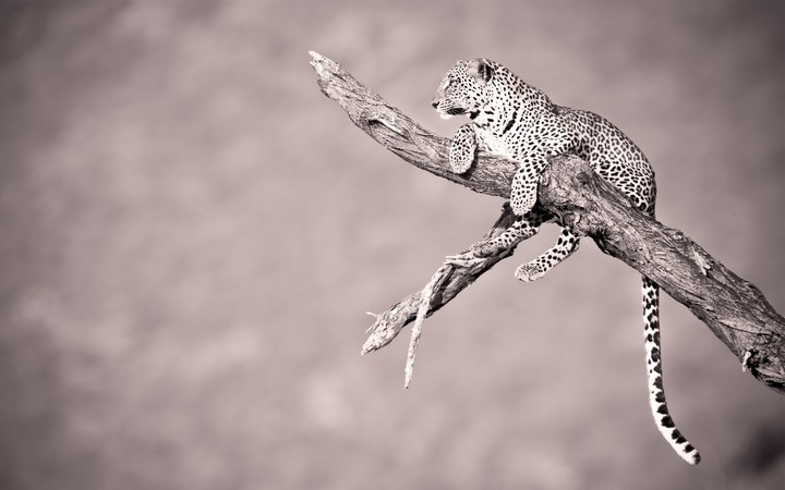 leopard #animals