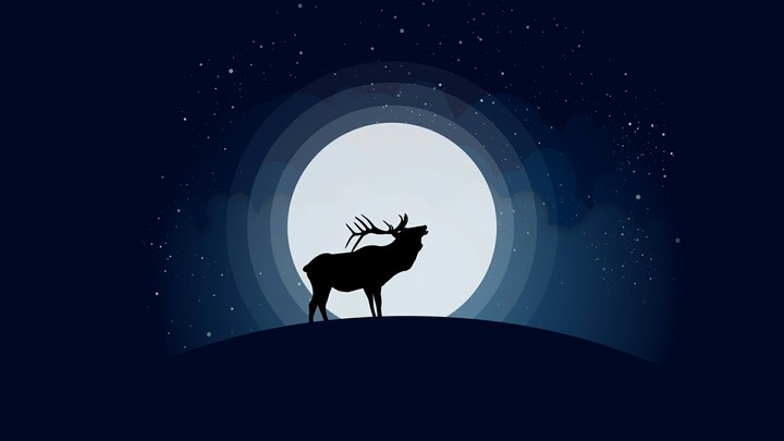 Deer